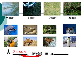 английский язык презентация животные
