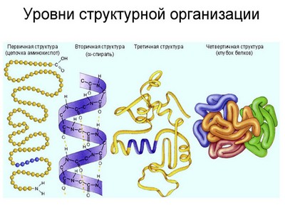 урок химии 10 класс белки, строение и функции белков, презентация строение и функции белков, белки строение и функции, белки строение свойства функции